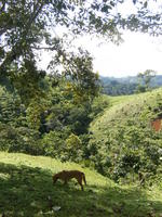A dog walks across a hill while Rachel Teter tours El Plátano, Panama