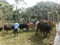 Men gather cattle for vaccination in El Plátano, Panama