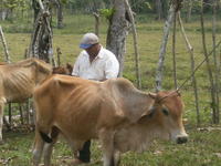 A man prepares to vaccinate a cow, El Plátano, Panama