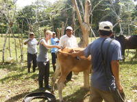Men tether a cow while Rachel Teter vaccinates it, El Plátano, Panama