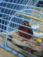 Baby bird in a cage, El Plátano, Panama