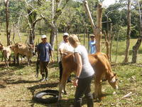 Rachel Teter vaccinates a cow, El Plátano, Panama