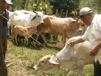 A man vaccinates a cow, El Plátano, Panama