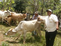 Two men work together to vaccinate a cow in El Plátano, Panama