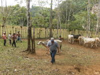 Men tether a cow to vaccinate it, El Plátano, Panama