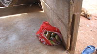 Bag of fresh crescentia fruit, used to make totumas, El Plátano, Panama 