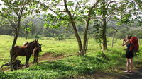A young woman stops to talk a picture of horses while walking into El Plátano, Panama 