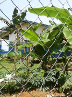 A view of the local school through a chain-link fence, El Plátano, Panama