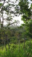 Balo trees used as living fence in El Plátano, Panama