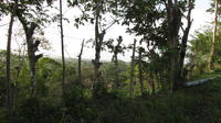 Barbwire fence in hillside landscape with dense foliage, El Plátano, Panama