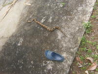 Boa constrictor next to a sandal in El Plátano, Panama