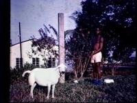 Ali and His Goat, Kenema, Sierra Leone, c. 1967-1969