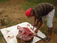 Man butchering cow meat for food in El Plátano, Panama