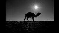 Silhouette of a Camel, Afghanistan, c. 1971-1973