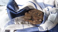 Frog sitting in a cat’s bed in El Plátano, Panama