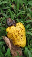 Close-up of yellow cashew fruit, Panama