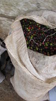 Bag of coffee beans during the coffee agriculture business workshop, El Plátano, Panama