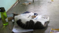 Cat sleeping on papers and books in El Plátano, Panama