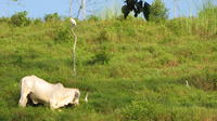 Cow grazing on a hillside, El Plátano, Panama