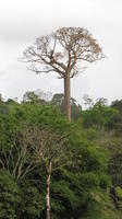 Cuipo tree growing on a hill in El Plátano, Panama