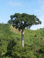 Sun shines on an endangered cuipo tree in El Plátano, Panama