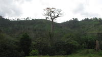 Cuipo tree growing in a forest, El Plátano, Panama