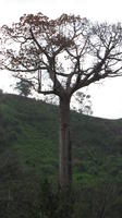 Close-up of a cuipo tree in  El Plátano, Panama