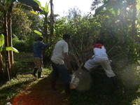 Three men cut down a tree in El Plátano, Panama