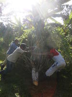 Three men moving a cut down tree, El Plátano, Panama
