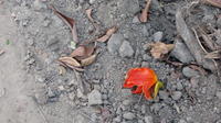 Red flower lies on dirt and debris, Panama Este, Panama 