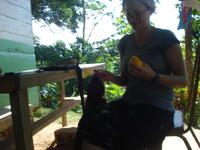 Monin the monkey reaches for a mango slice from Rachel Teter in  El Plátano, Panama