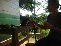 Monin the monkey eats a mango slice from Rachel Teter's hand in El Plátano, Panama