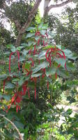 Plant with red blooms grows a near a tree, El Plátano, Panama
