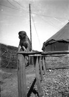 First Lt. Herbert Striner's pet monkey at a rest area near the Burma Road (September 1945)