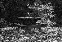 Picnic table covered with leaves