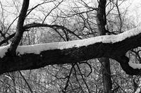 Alternate view of a tree branch covered with snow
