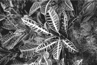 Aerial view of striped hosta plant leaves