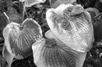 Close-up of three hosta leaves covered with plant debris