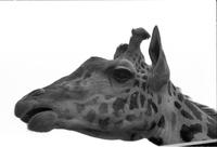 Close-up of a giraffe's head in a zoo