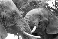 Adult and baby elephant in a zoo