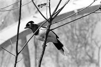 Alternate view of a bird sitting on a branch in a zoo enclosure