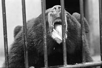 Yawning bear in a zoo enclosure