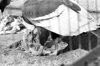 Alternate view of vulture eating in zoo enclosure