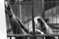 Sloth climbing on zoo enclosure bars