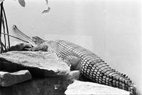 Crocodile sitting on rocks in a zoo enclosure