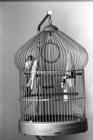 Alternate view of two birds in a hanging bird cage