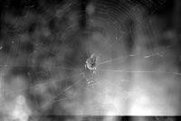 Close-up of a spider in the center of a web