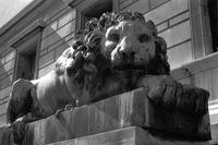 Alternate view of the lion statue outside the Corcoran Gallery of Art, Washington, D.C.