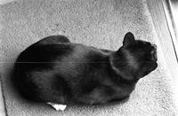 Aerial view of a black and white cat sitting on a rug near a sliding door