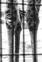 Close-up of giraffe's legs in a zoo